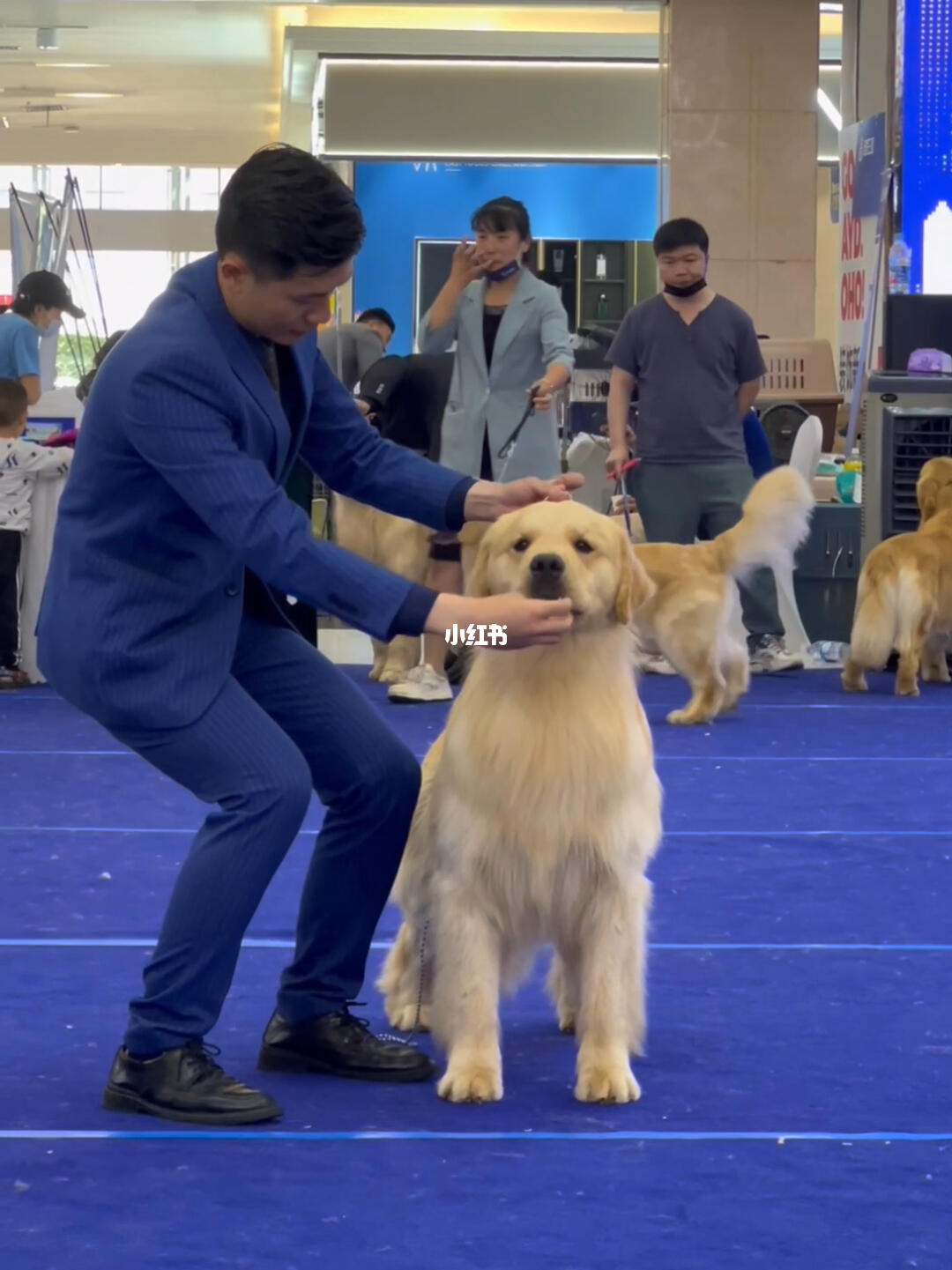 金毛犬比賽,金毛犬比賽的利弊分析，一種觀點闡述